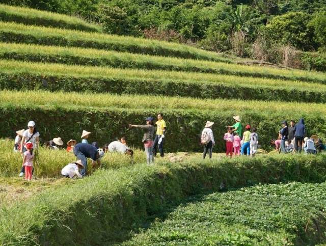 新北市號召大家參加「金牌農村競賽」，與農村一同努力比賽